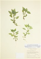 藏品(美洲牆草)的圖片